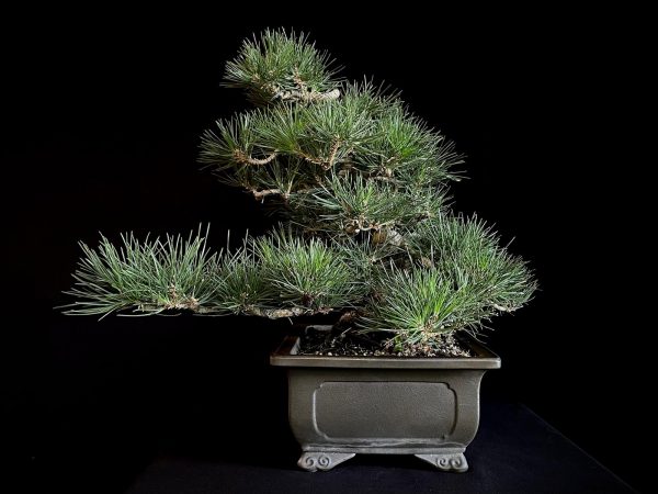 25I-IU-28 PINUS THUNBERGII