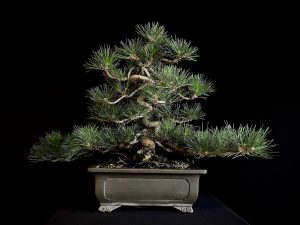 25I-IU-28 PINUS THUNBERGII