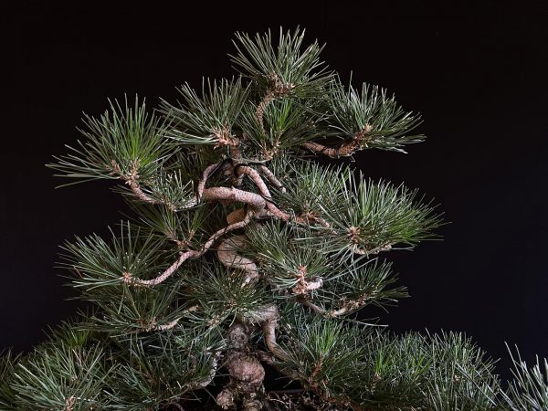 25I-IU-28 PINUS THUNBERGII