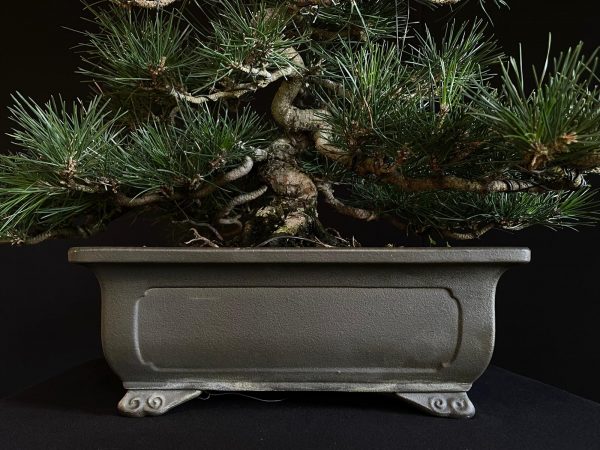 25I-IU-28 PINUS THUNBERGII