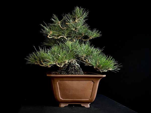 25I-IU-29 PINUS THUNBERGII