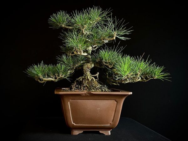 25I-IU-29 PINUS THUNBERGII