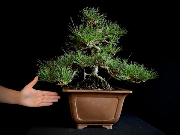 25I-IU-29 PINUS THUNBERGII
