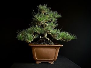25I-IU-29 PINUS THUNBERGII