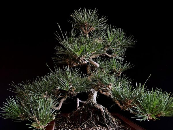 25I-IU-29 PINUS THUNBERGII