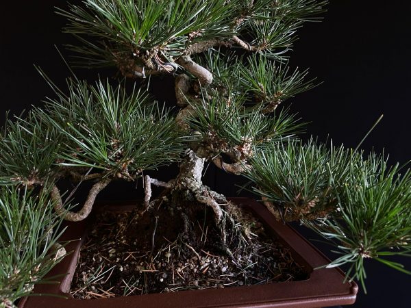 25I-IU-29 PINUS THUNBERGII