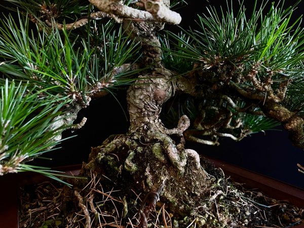 25I-IU-29 PINUS THUNBERGII
