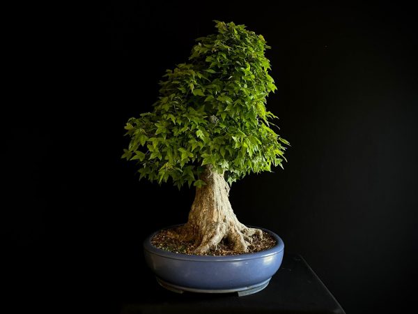 25I-IU-31 ACER BUERGERIANUM