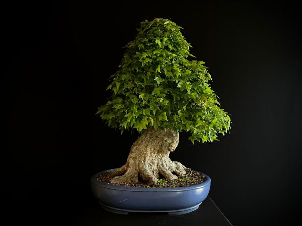 25I-IU-31 ACER BUERGERIANUM