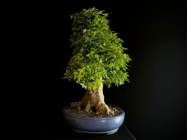 25I-IU-31 ACER BUERGERIANUM