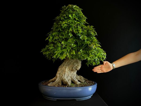 25I-IU-31 ACER BUERGERIANUM