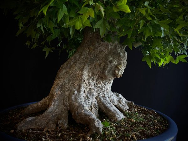 25I-IU-31 ACER BUERGERIANUM