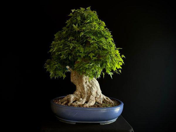 25I-IU-31 ACER BUERGERIANUM