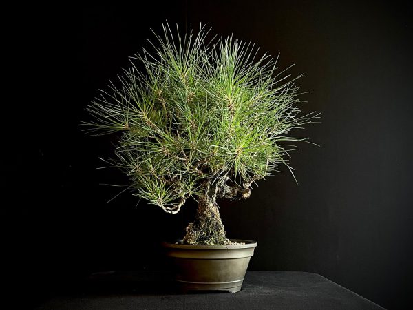 25I-IU-34 PINUS THUNBERGII