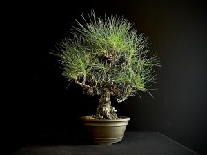 25I-IU-34 PINUS THUNBERGII