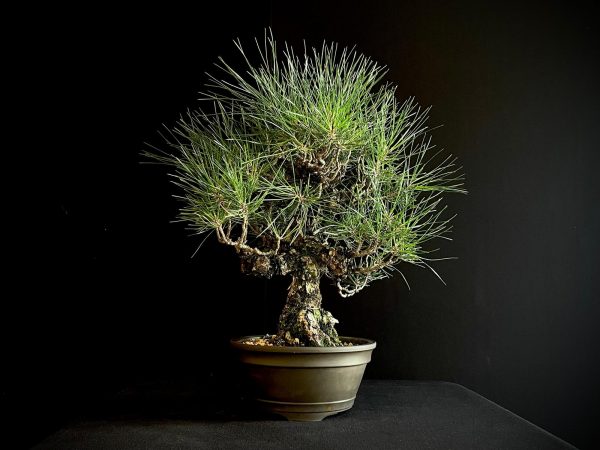 25I-IU-34 PINUS THUNBERGII