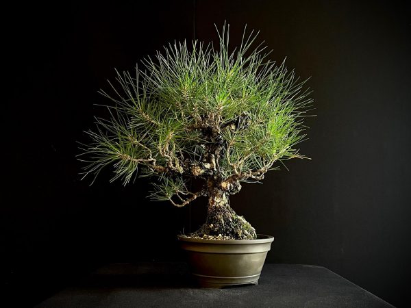 25I-IU-34 PINUS THUNBERGII