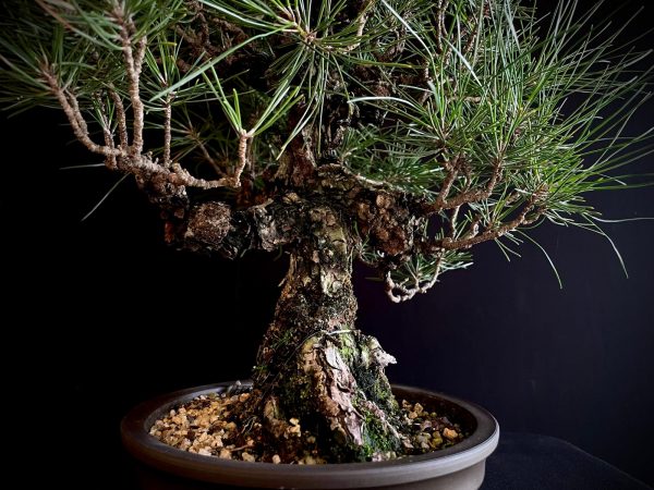 25I-IU-34 PINUS THUNBERGII