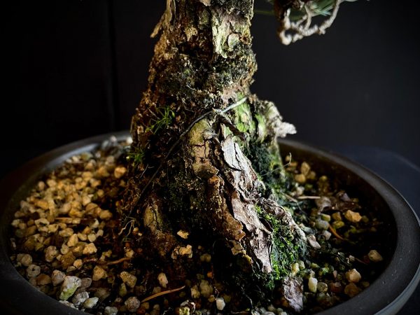25I-IU-34 PINUS THUNBERGII