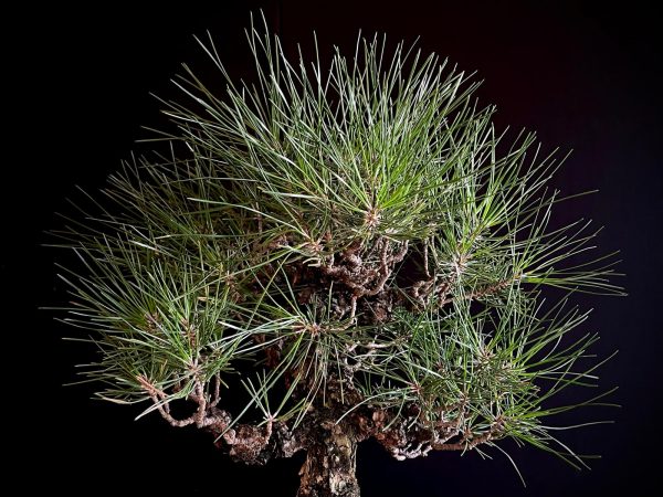 25I-IU-34 PINUS THUNBERGII