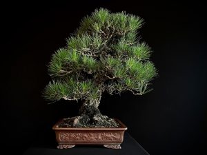 25I-IU-36 PINUS THUNBERGII
