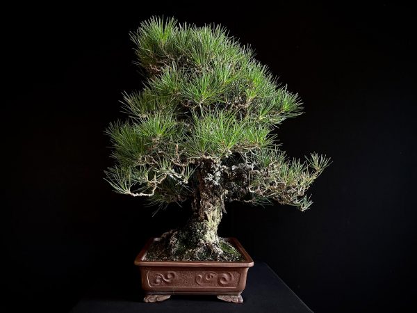 25I-IU-36 PINUS THUNBERGII