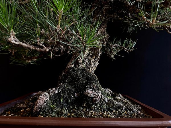 25I-IU-36 PINUS THUNBERGII