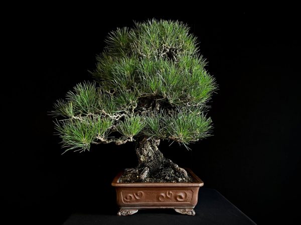 25I-IU-36 PINUS THUNBERGII