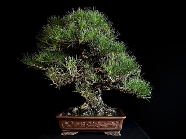 25I-IU-36 PINUS THUNBERGII