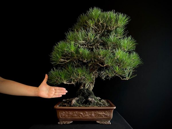 25I-IU-36 PINUS THUNBERGII