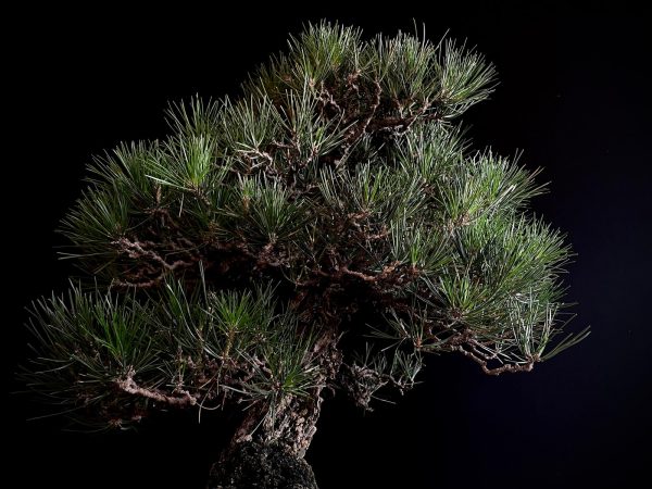 25I-IU-36 PINUS THUNBERGII