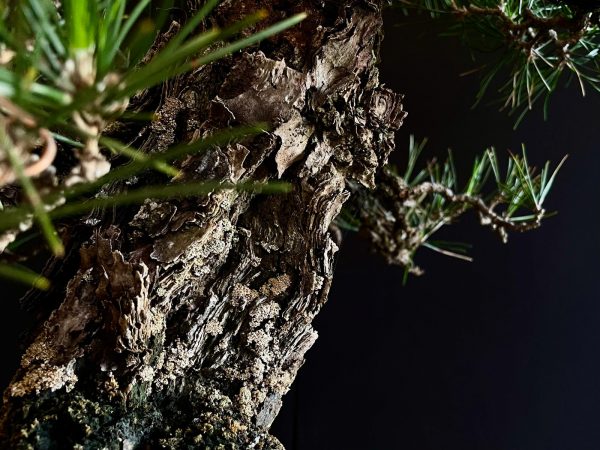 25I-IU-36 PINUS THUNBERGII