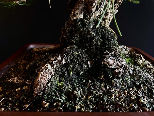 25I-IU-36 PINUS THUNBERGII