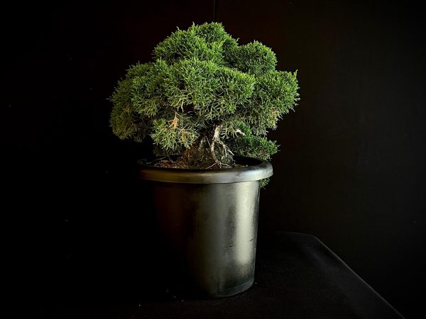 25I-IU-38 JUNIPERUS CHINENSIS KISHU