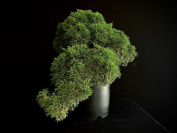 25I-IU-38 JUNIPERUS CHINENSIS KISHU