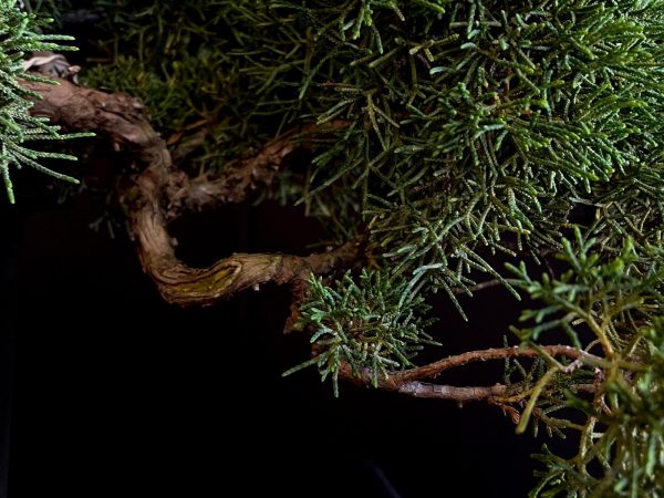 25I-IU-38 JUNIPERUS CHINENSIS KISHU