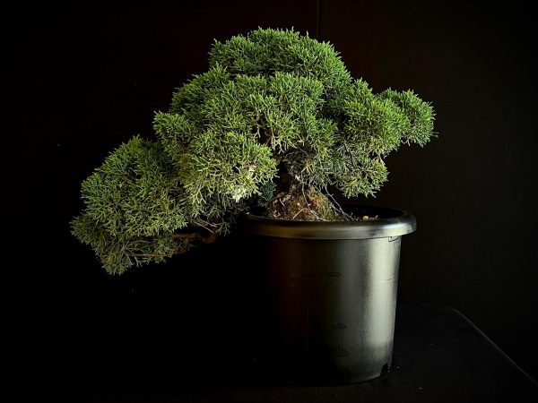 25I-IU-38 JUNIPERUS CHINENSIS KISHU