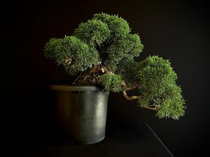 25I-IU-38 JUNIPERUS CHINENSIS KISHU