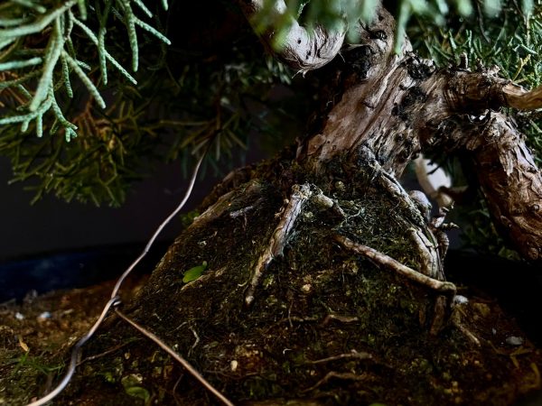 25I-IU-38 JUNIPERUS CHINENSIS KISHU