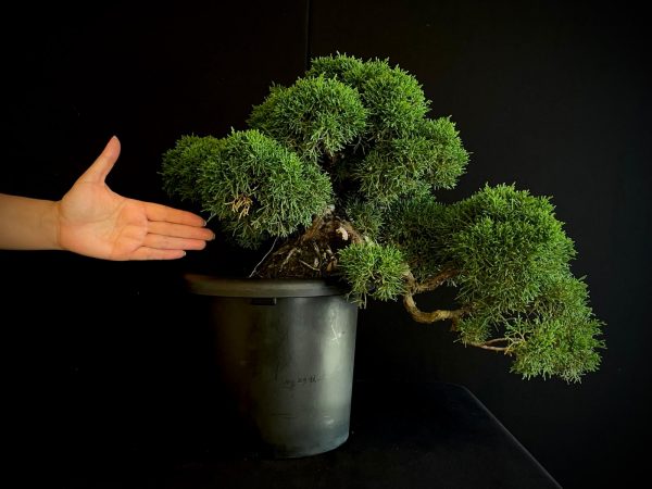 25I-IU-38 JUNIPERUS CHINENSIS KISHU