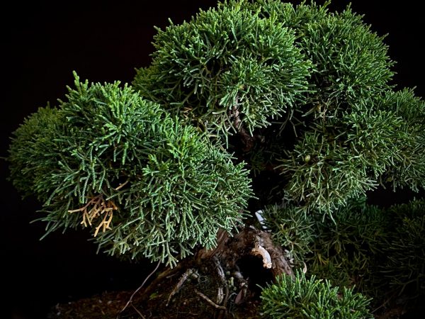 25I-IU-38 JUNIPERUS CHINENSIS KISHU