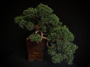 Juniperus Chinensis 'Kishu'