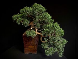 Juniperus Chinensis 'Kishu'