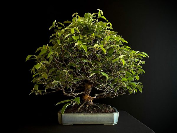 25I-IU-39 PSEUDOCYDONIA SINENSIS MISHO