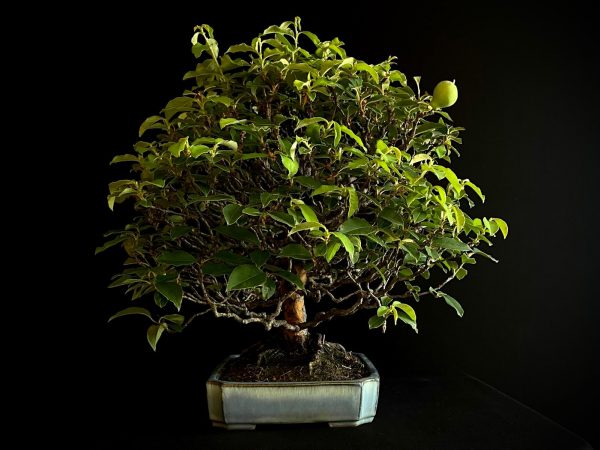 25I-IU-39 PSEUDOCYDONIA SINENSIS MISHO