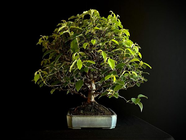 25I-IU-39 PSEUDOCYDONIA SINENSIS MISHO