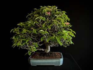 PSEUDOCYDONIA SINENSIS MISHO