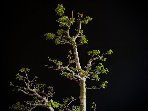 25I-IU-41 ACER PALMATUM SHISHIGASHIRA