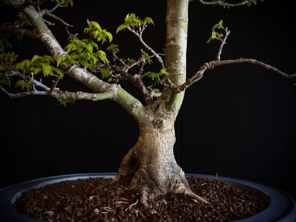 25I-IU-41 ACER PALMATUM SHISHIGASHIRA