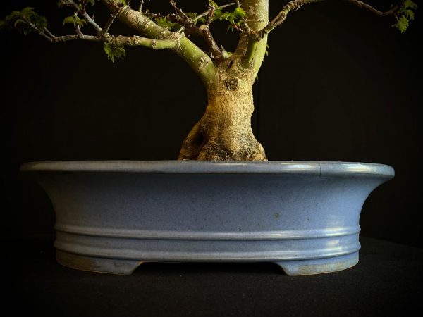 25I-IU-41 ACER PALMATUM SHISHIGASHIRA